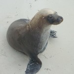103 Also at the Jetty is another icon - 'Sammy' the seal. Esperance, WA